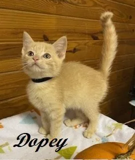 Dopey thumbnail 2
