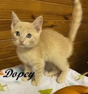 Dopey thumbnail 3
