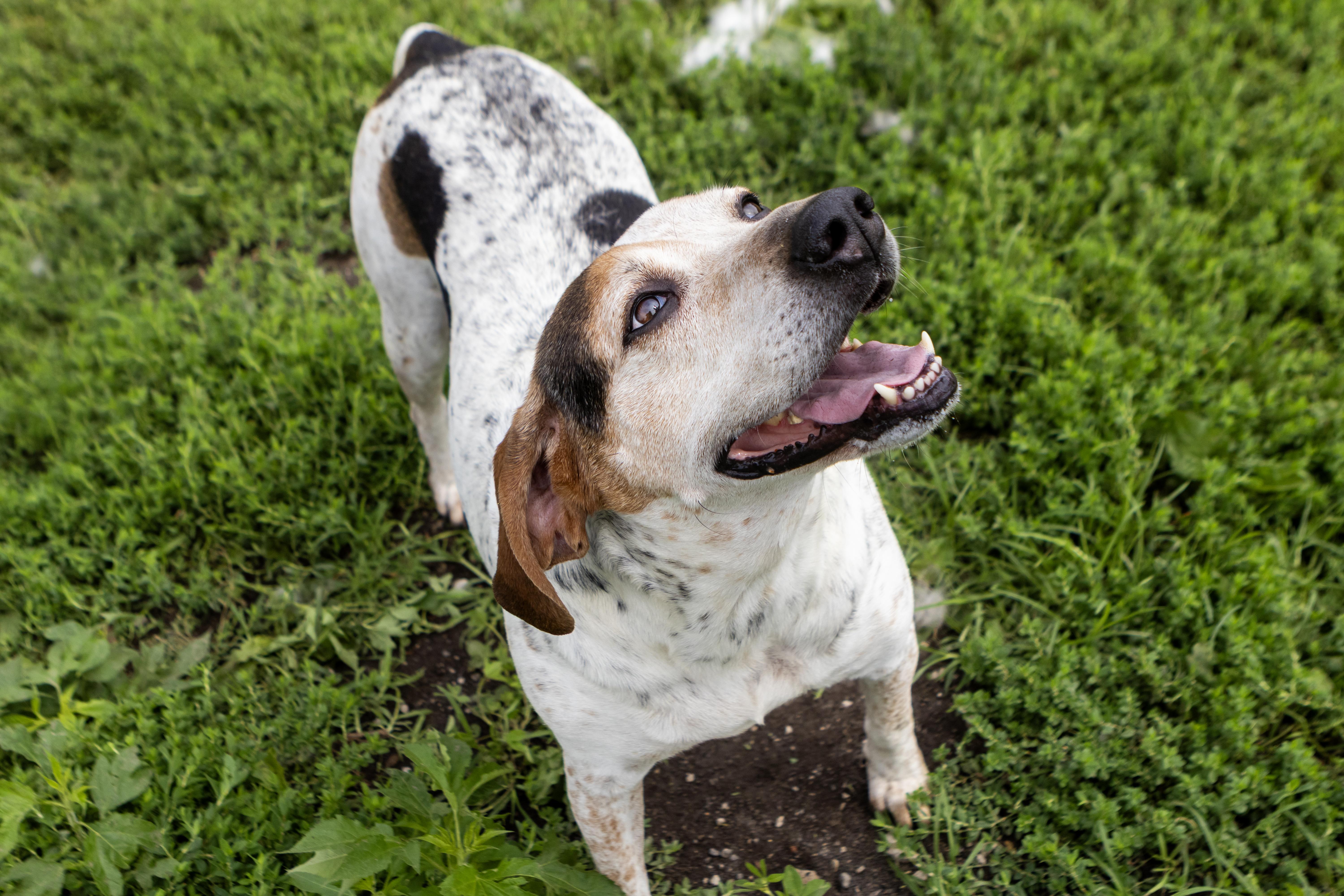An adult medium-sized female Harlequin Bluetick Coonhound dog named Liza Jane for adoption in Dyer, IN