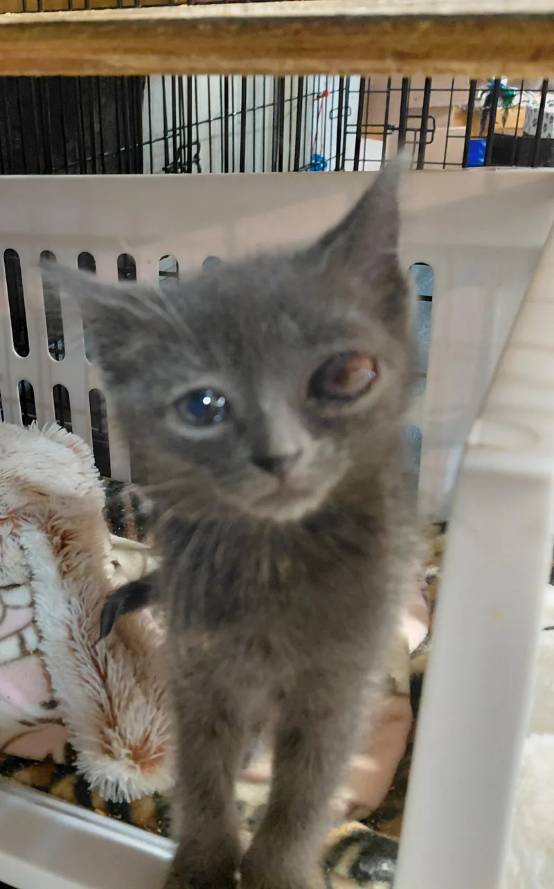 A baby small-sized female Gray / Blue / Silver Domestic Short Hair cat named Tortillini for adoption in Bethpage, NY