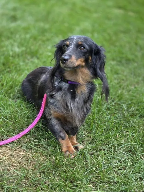 An adult small-sized female Merle (Blue) Dachshund (Long Haired) dog named Angie for adoption in Orland Park, IL