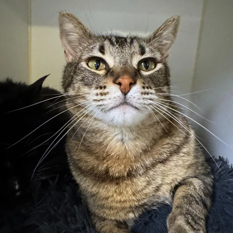 A senior large-sized male Brown / Chocolate Domestic Short Hair cat named Tiger for adoption in Woodinville, WA