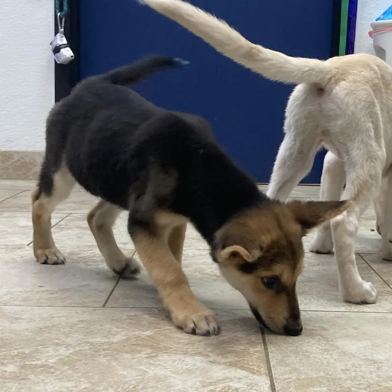 A baby small-sized female Brown / Chocolate Shepherd dog named Tiny for adoption in Galveston, TX
