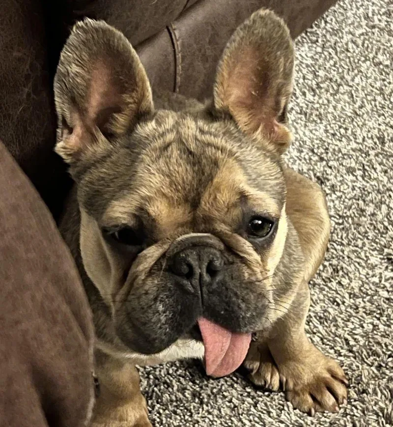 An adult small-sized female French Bulldog dog named Tuesday for adoption in Barrington, IL