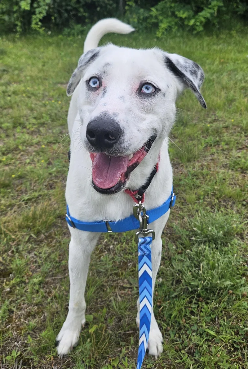 Loki