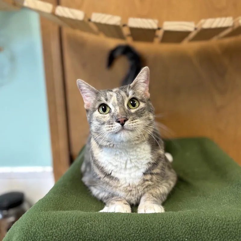 An adult large-sized female Torbie Domestic Short Hair cat named Montclaire for adoption in Fargo, ND