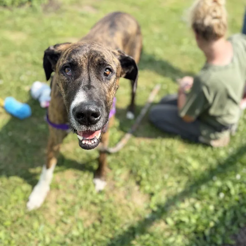 An adult extra large-sized female Brindle Mixed Breed dog named Trixie for adoption in Oshkosh, WI