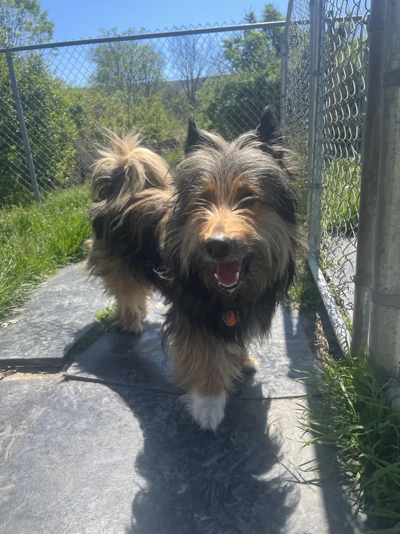 An adult large-sized male Bearded Collie dog named Timber for adoption in Altoona, PA