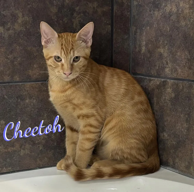 A baby large-sized male Tabby cat named Cheetoh brotherofCharlee for adoption in Houston, TX