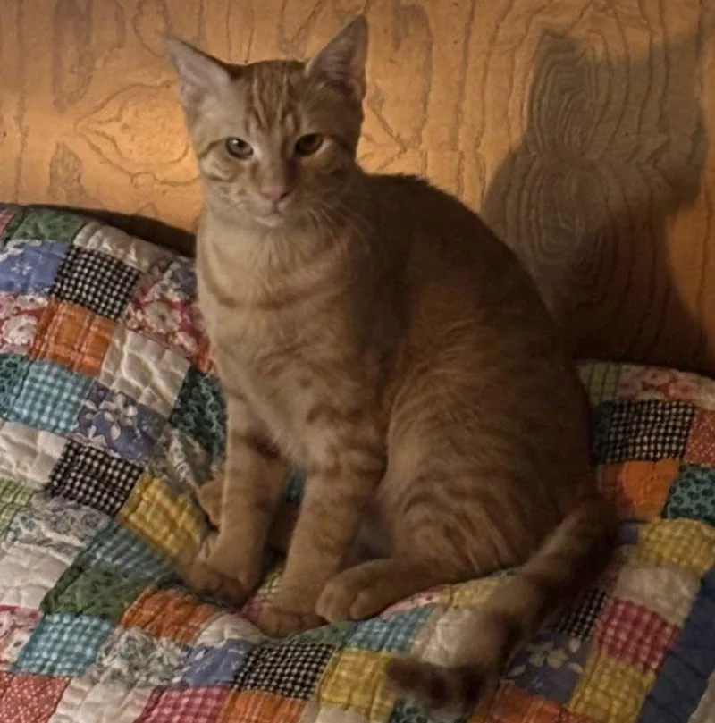 Cheetoh brotherofCharlee thumbnail 2