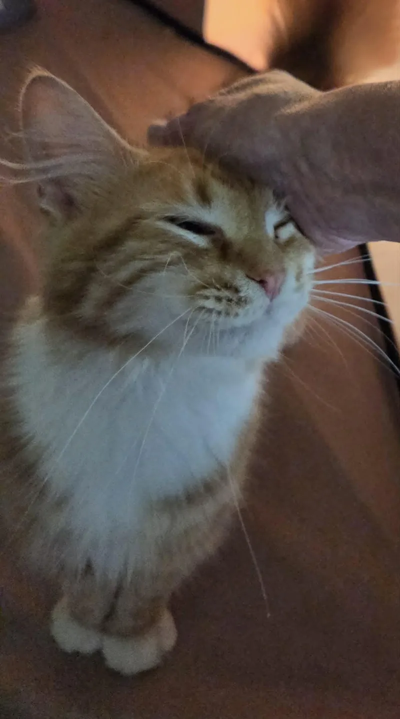 An adult medium-sized male Orange & White Domestic Long Hair cat named Foogi for adoption in Chicago, IL