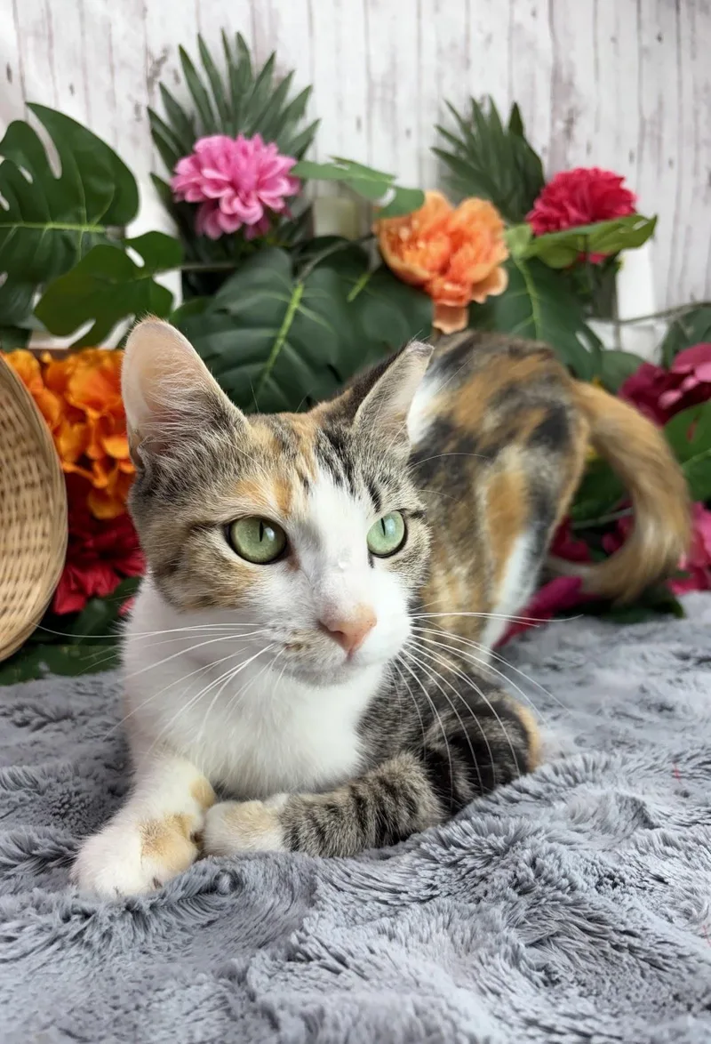 A young medium-sized female Calico Domestic Short Hair cat named Cleo for adoption in Ocean Springs, MS