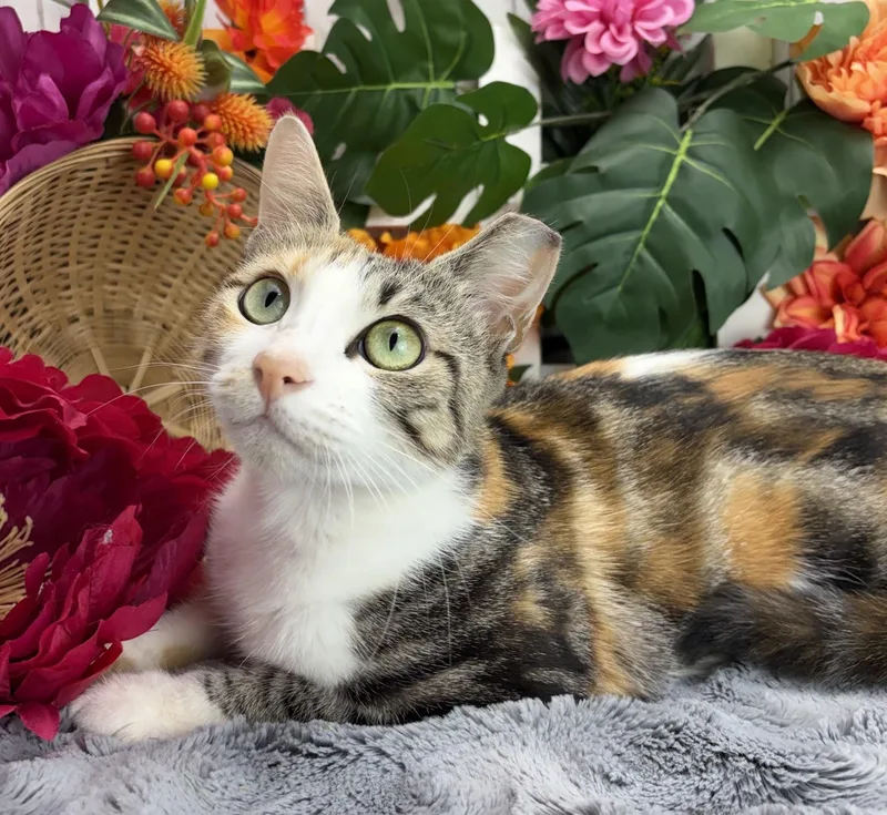 Cleo thumbnail 3