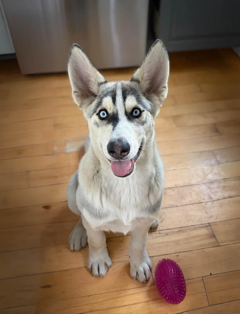 A baby medium-sized male Mixed Breed dog named Kai for adoption in San Pedro, CA