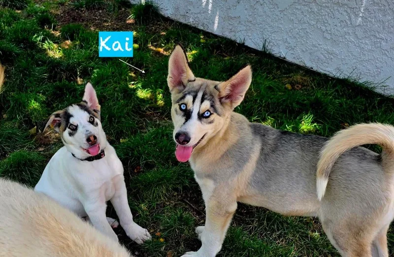 Kai thumbnail 2