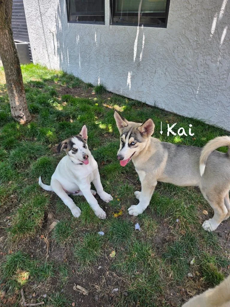 Kai thumbnail 3