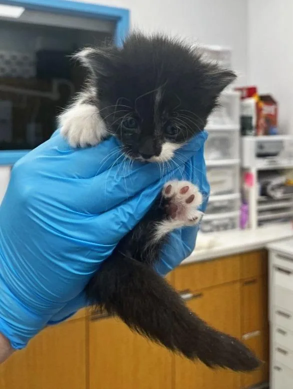 A baby small-sized female Domestic Medium Hair cat named Barracuda for adoption in Hartsville, SC