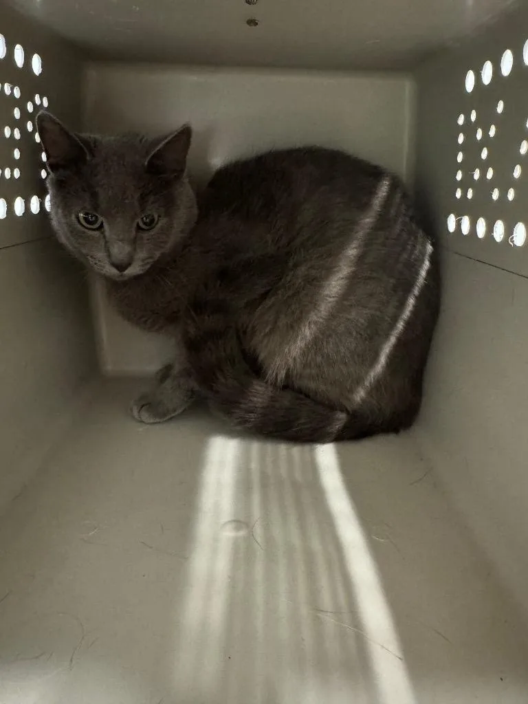 A baby medium-sized male Domestic Short Hair cat named Stanley for adoption in Bloomington, IN