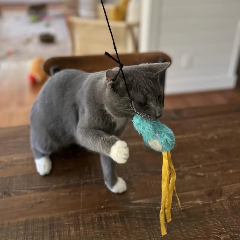 A young medium-sized male Gray / Blue / Silver Domestic Short Hair cat named Foehammer for adoption in Fredericksburg, VA