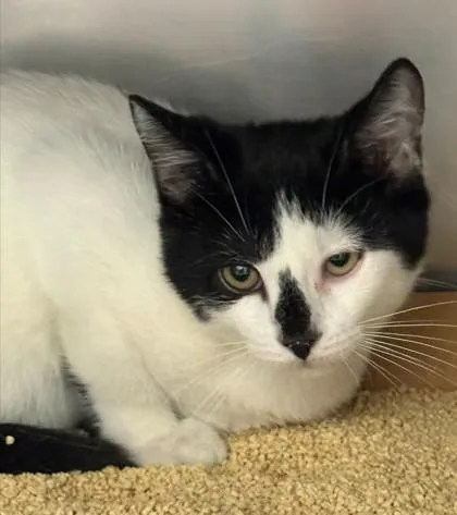 A baby small-sized male Domestic Short Hair cat named Daniel for adoption in Madison, NJ