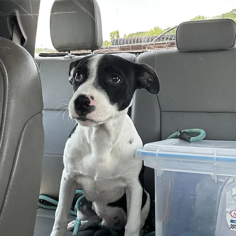 A young medium-sized male Black Mixed Breed dog named Jack for adoption in Manchester, TN