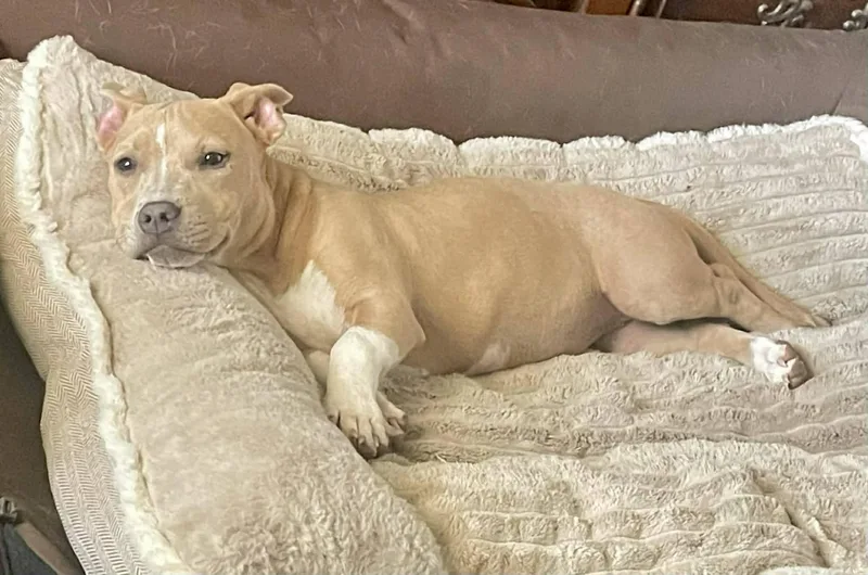 A baby medium-sized female American Bulldog dog named Bitsy for adoption in Augusta, ME