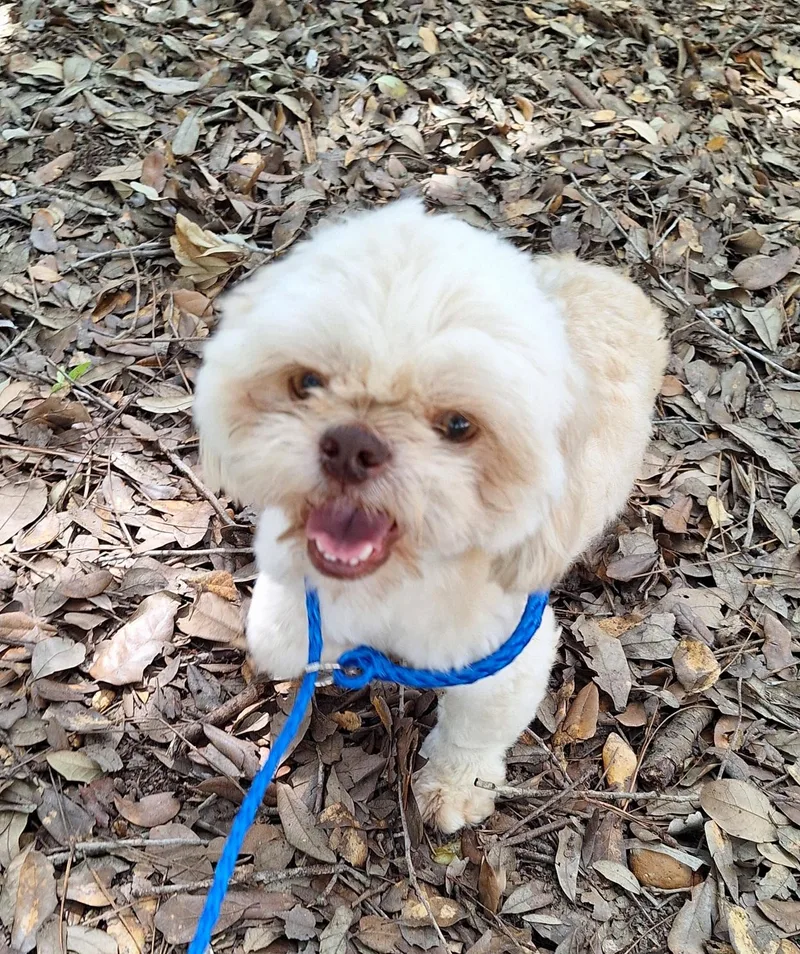 An adult small-sized male White / Cream Shih Tzu dog named Mouton BRT for adoption in Missouri City, TX