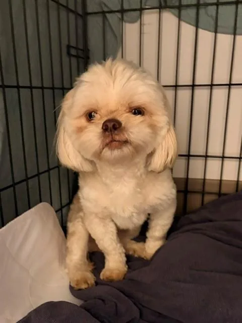 Mouton BRT thumbnail 2
