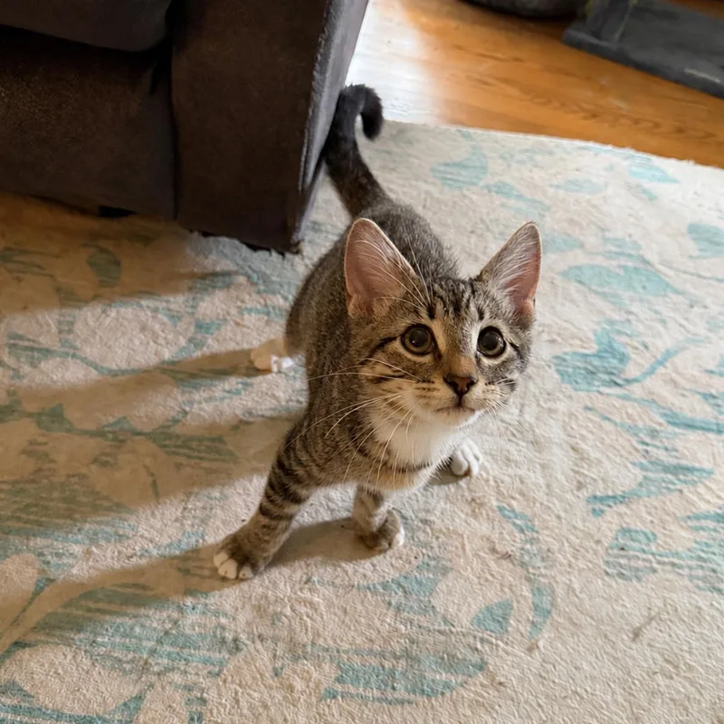 A baby medium-sized female Tabby (Brown / Chocolate) Domestic Short Hair cat named Catie for adoption in DuBois, PA