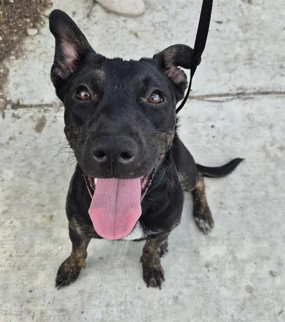 A young medium-sized female Terrier dog named Harper for adoption in San Antonio, TX
