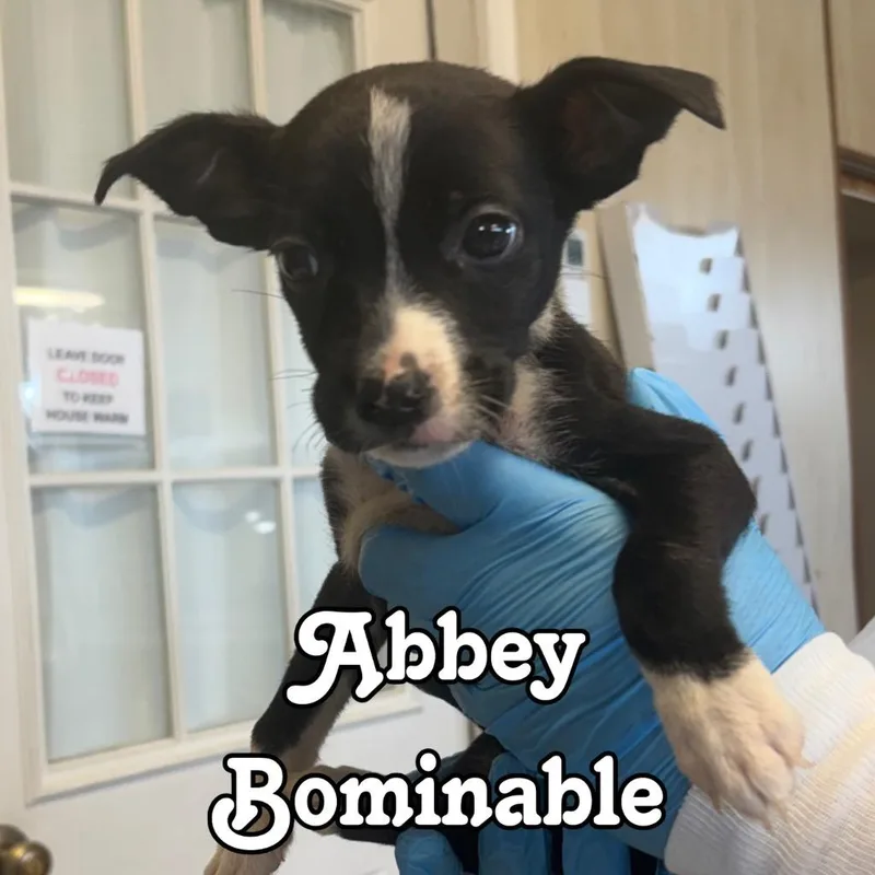 A baby medium-sized female Shepherd dog named Abbey Bominable for adoption in Hillsboro, OH