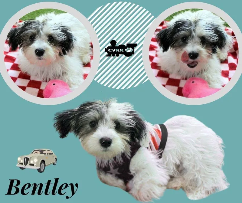 A baby small-sized male Havanese dog named Bentley for adoption in LINDSAY, CA