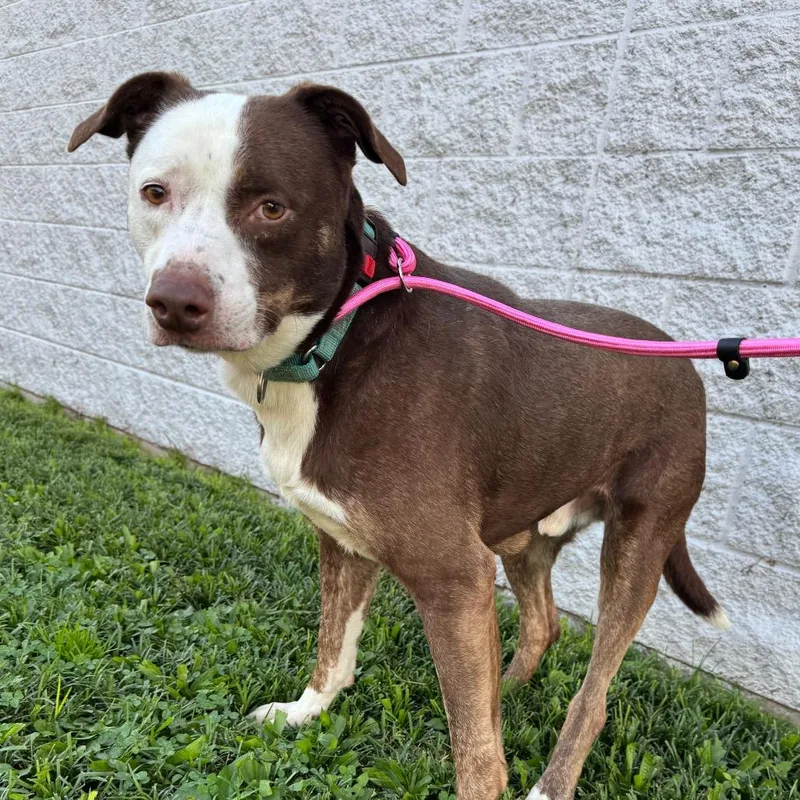 An adult medium-sized male Brown / Chocolate Mixed Breed dog named Duncan for adoption in Springboro, OH
