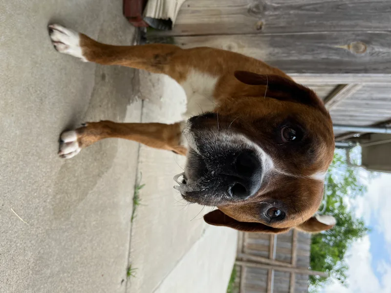 An adult large-sized male Brindle Boxer dog named Jelly Bean for adoption in Monroe, OH