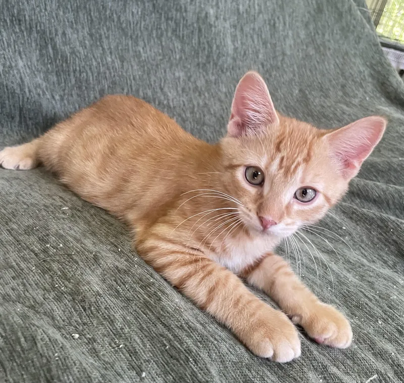 A young medium-sized male Domestic Short Hair cat named Sweet Corn for adoption in lititz, PA