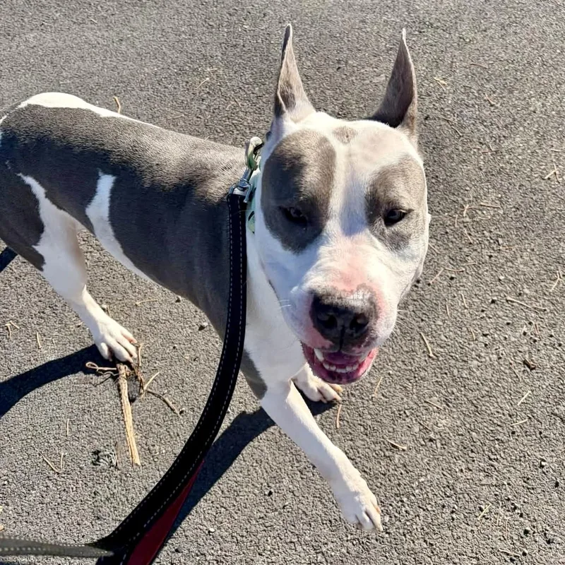 An adult large-sized male Mixed Breed dog named Monty for adoption in Syracuse, NY