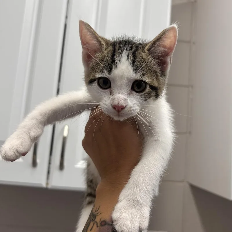 A baby small-sized female Brown / Chocolate Domestic Short Hair cat named Chelsea for adoption in Huntsville, AL