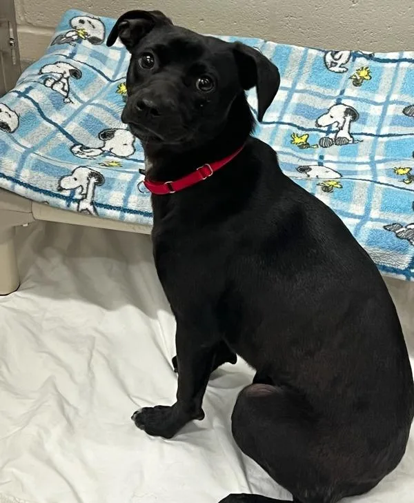 A young small-sized female Terrier dog named Bea for adoption in El Cajon, CA