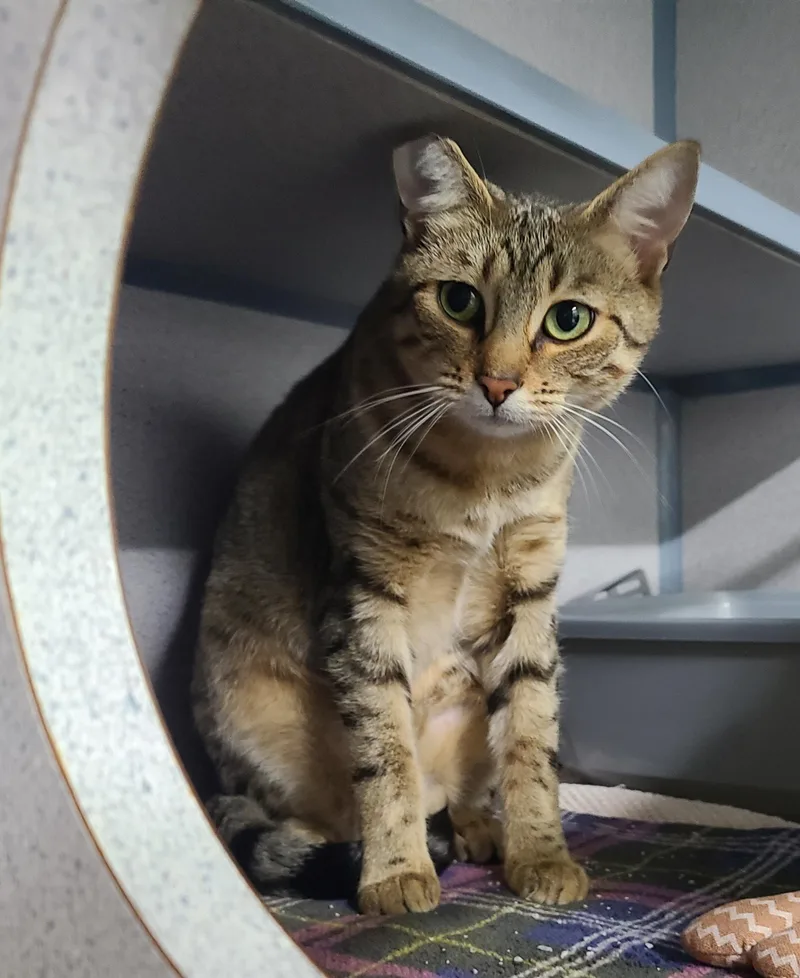 A young medium-sized female Tabby (Brown / Chocolate) Domestic Short Hair cat named Mildred for adoption in Kirkland, WA