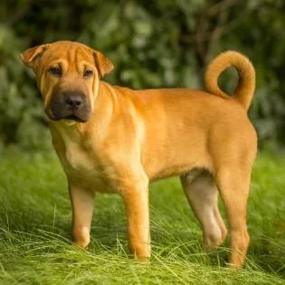 A baby medium-sized male Shar-Pei dog named Onyx for adoption in Stamford , CT