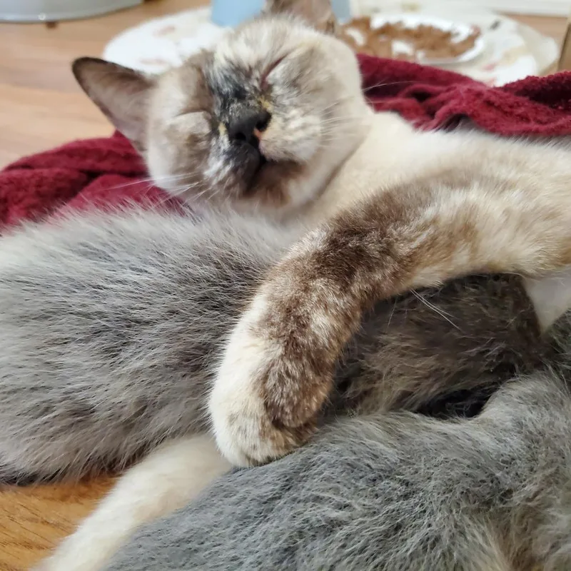 An adult medium-sized female Siamese cat named Poppyseed for adoption in Chico, CA