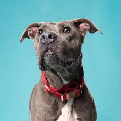 An adult large-sized male Mixed Breed dog named Pank for adoption in Atlanta, GA
