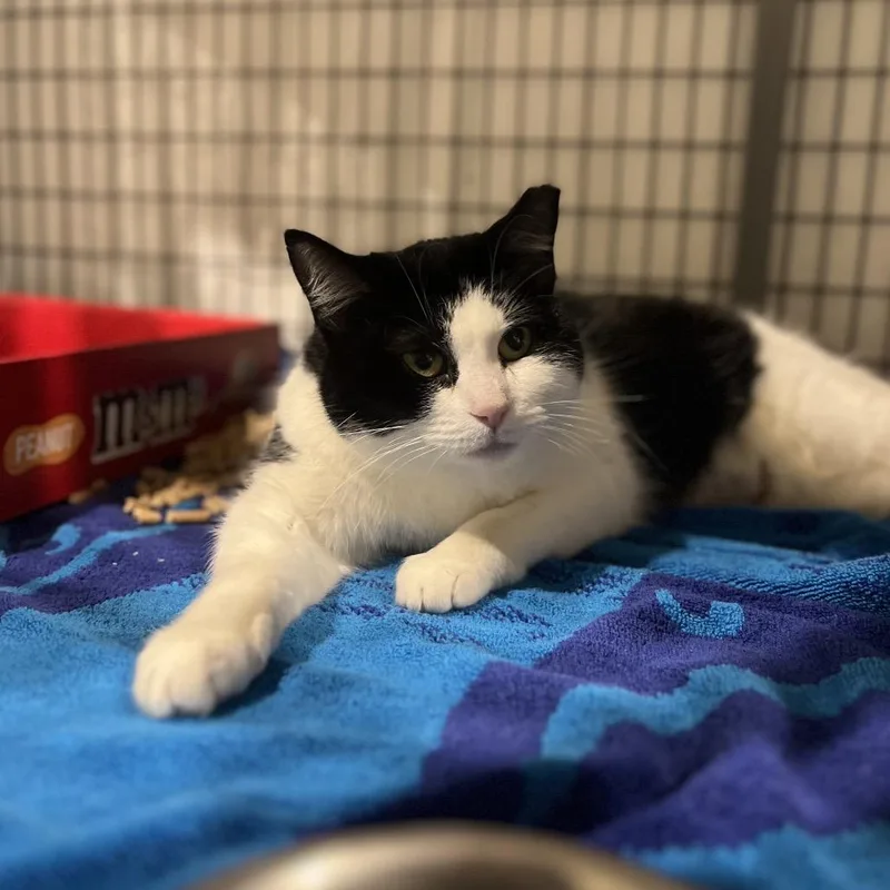 An adult medium-sized female Black Domestic Short Hair cat named Rhonda for adoption in Lynchburg, VA