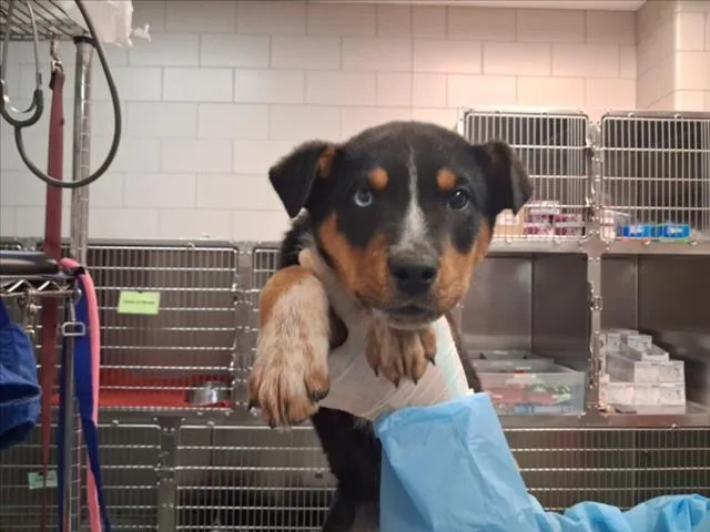 A baby small-sized male Mixed Breed dog named Mo for adoption in Santa Fe, NM