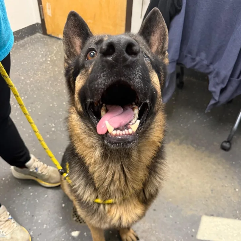 An adult large-sized male Black Mixed Breed dog named Jack Sparrow for adoption in Columbiana, AL