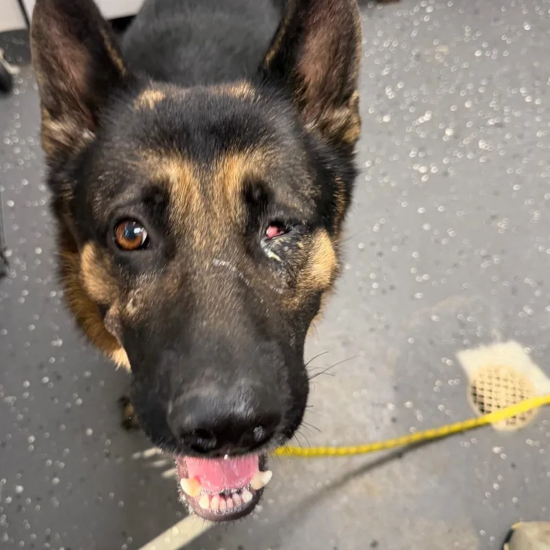Jack Sparrow thumbnail 2