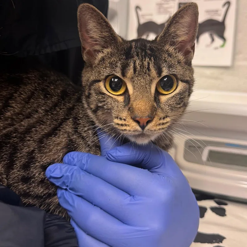 An adult medium-sized female Domestic Short Hair cat named Mabel for adoption in Birdsboro, PA