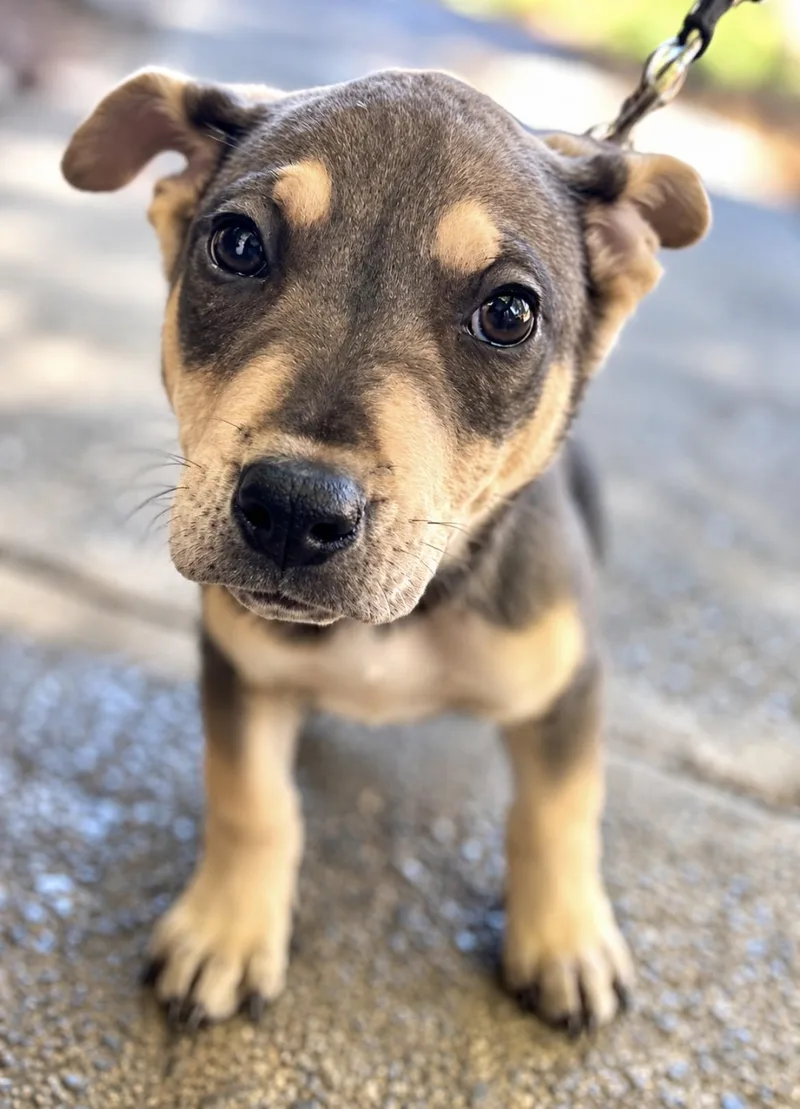 A baby medium-sized female Pit Bull Terrier dog named Frost for adoption in Tigard, OR