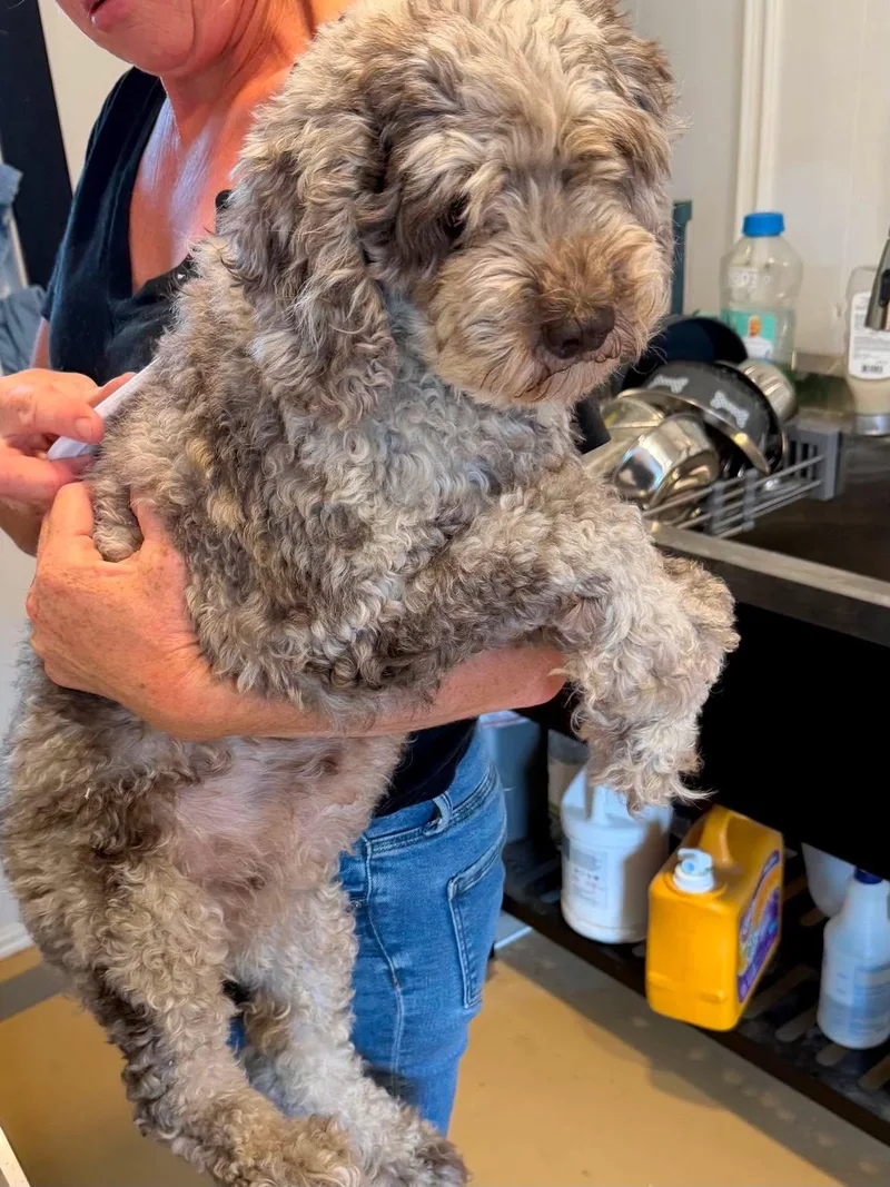 An adult medium-sized female Cockapoo dog named Sky for adoption in Havertown, PA