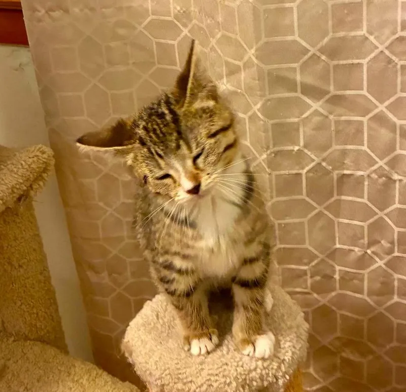 A senior medium-sized female Tabby (Brown / Chocolate) Domestic Short Hair cat named Wrigley for adoption in Chicago, IL